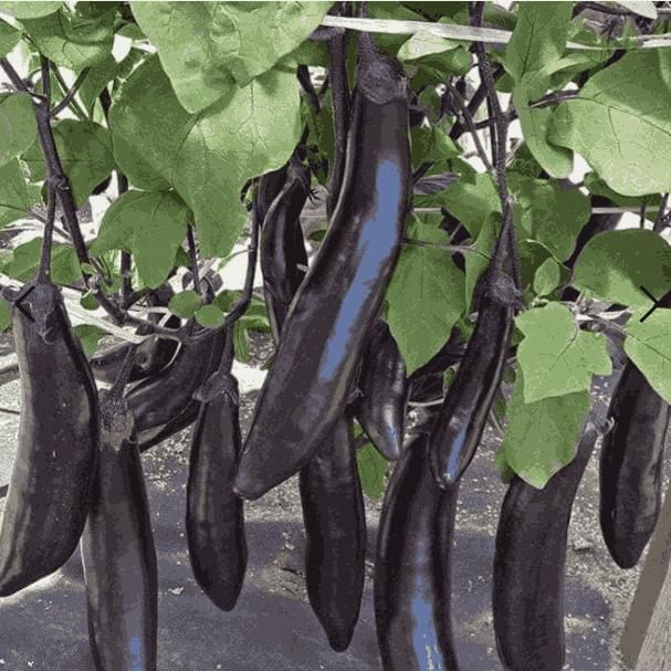 Giant Eggplant Seeds