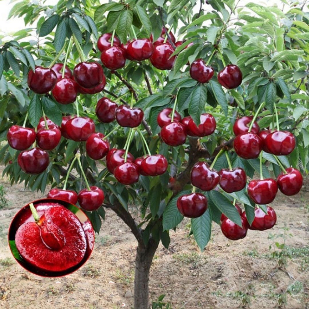 Rainier Cherry Fruit Seeds